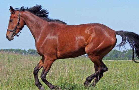 明星属马视频,明星属马风采视频集锦