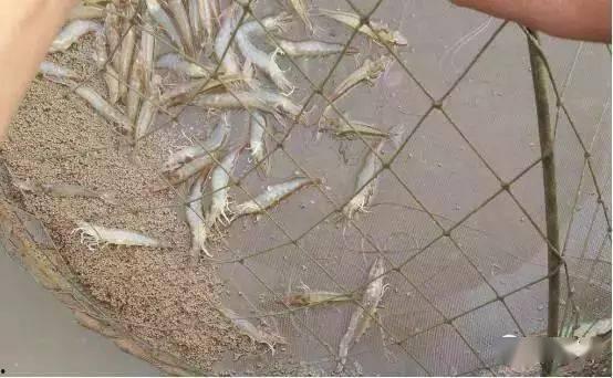 东南亚养虾看料罾吗