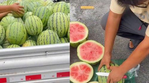 瓜不熟可以吃,探索未成熟瓜果的独特风味