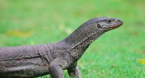 孟加拉巨蜥吃瓜