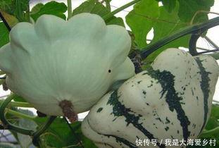 瓜花可以吃么,揭秘可食用瓜花的魅力与食用方法